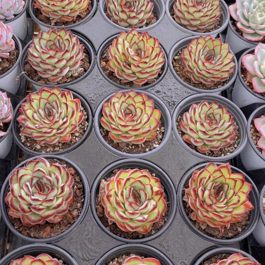 1163号 肉酱玫瑰单头一个