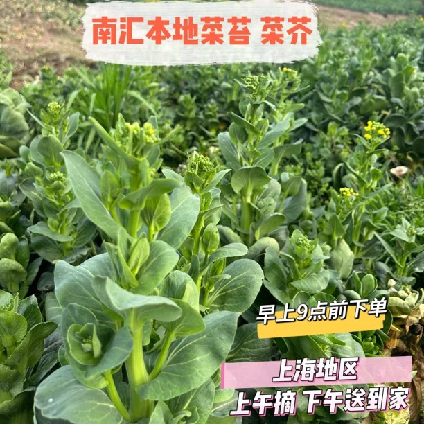 【妈妈种的菜苔 菜芥 顺丰快递】上海自家本地矮脚青菜苔上海青菜芥