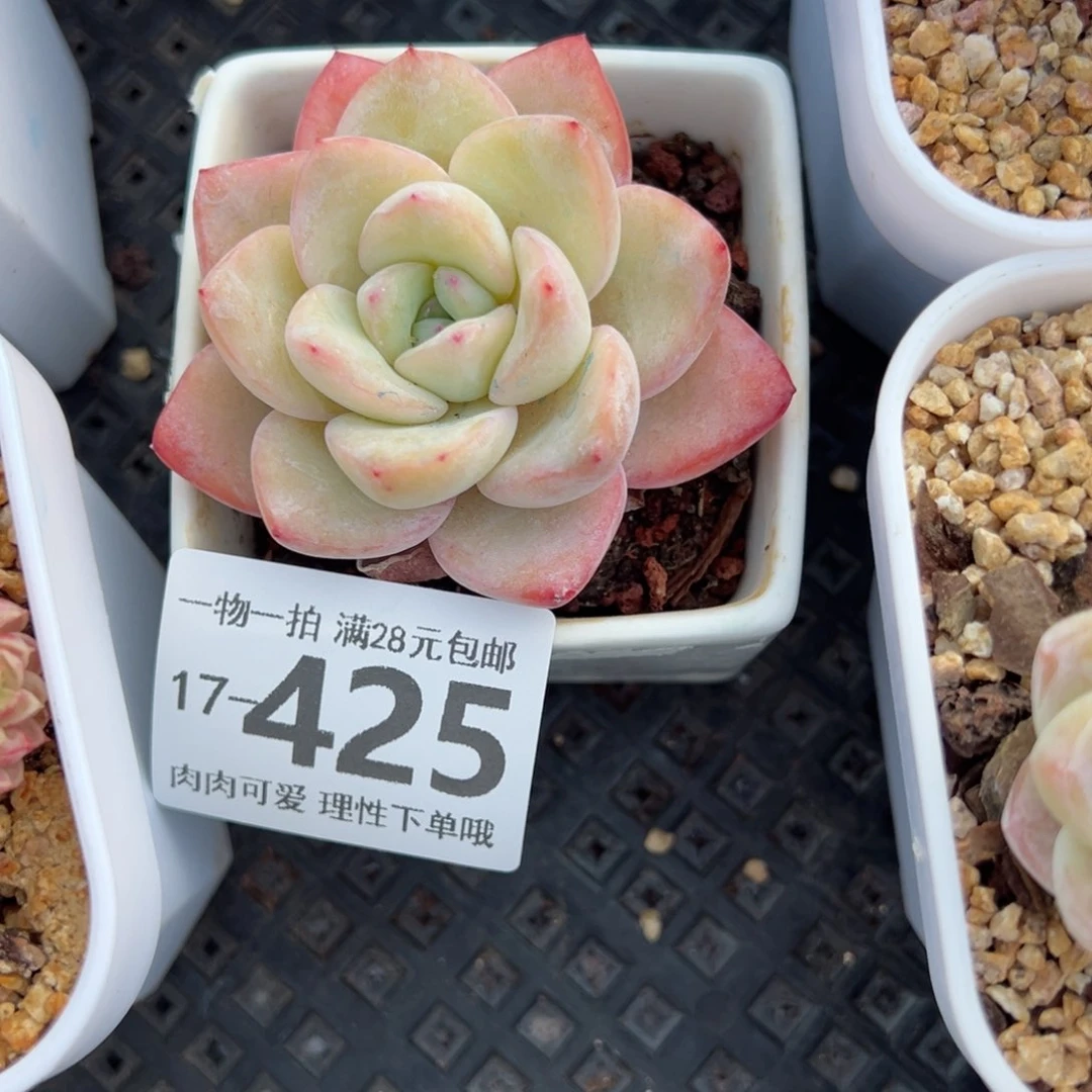 泡芙多肉多肉多肉