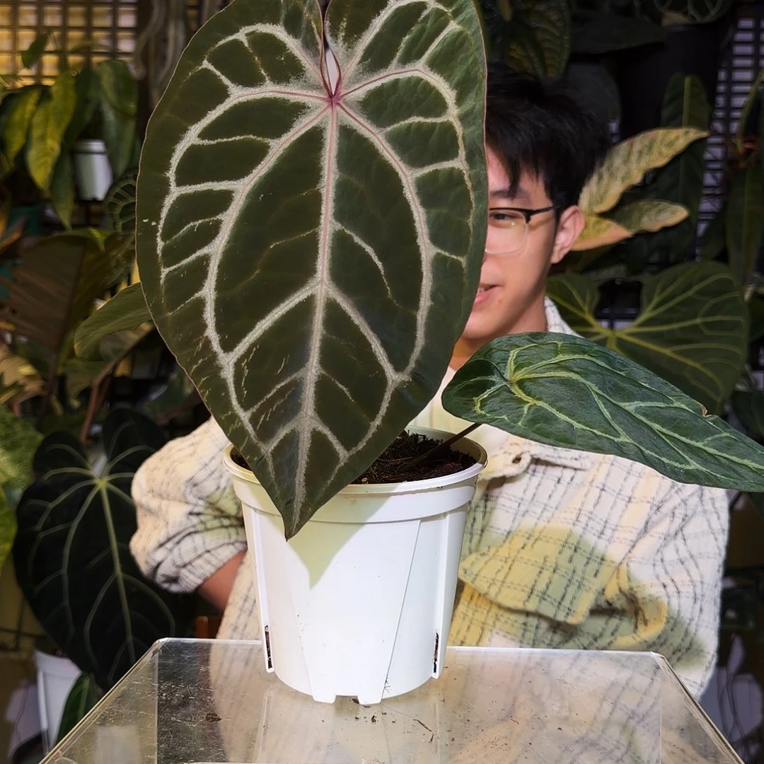 完全开放R116粉柠檬杂紫水晶