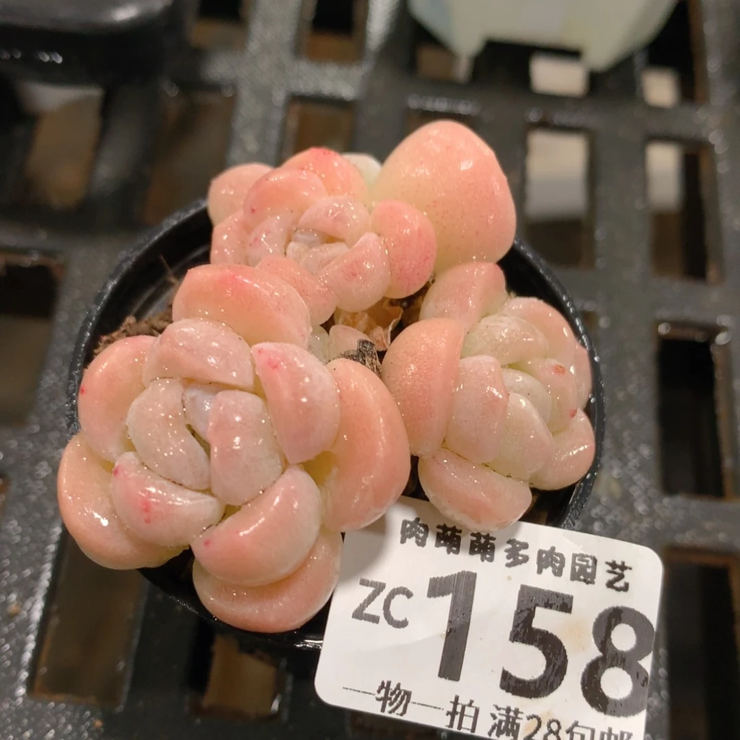 肉萌萌拇指盆精控多肉ZC158