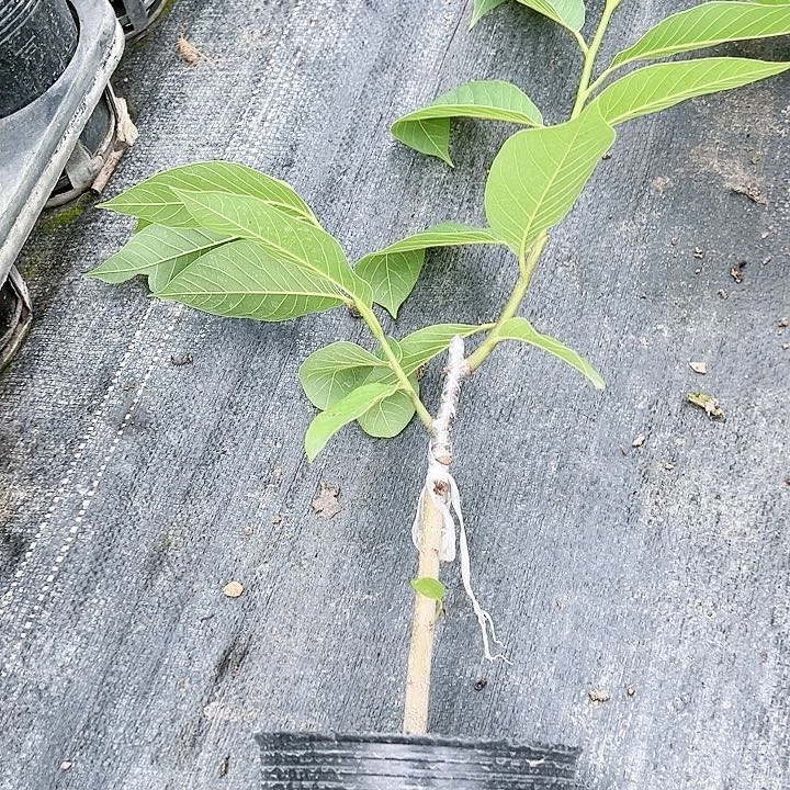 萌***哒羊羔毛咪啊奥34566666666