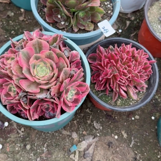 263-3加急发明天早上