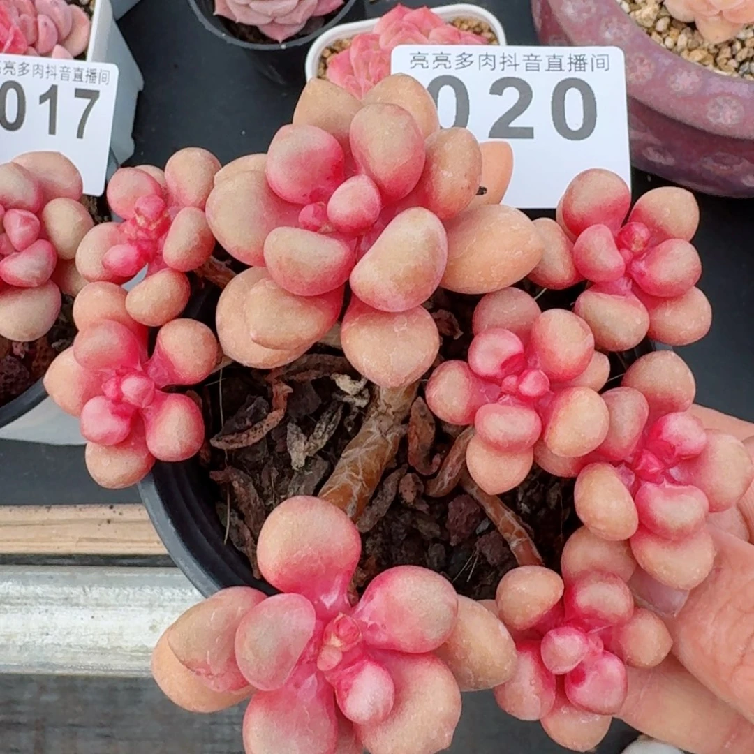 先锋派         精品多肉