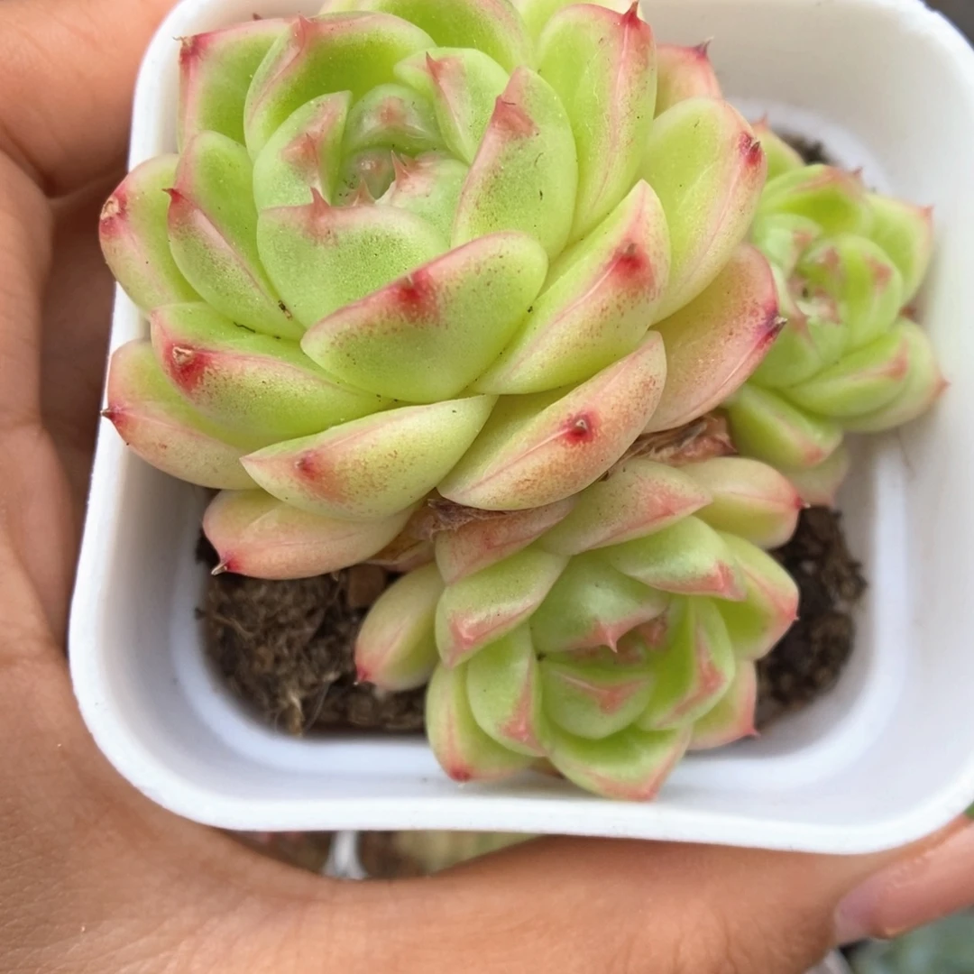 菠萝蜜麦秆495号。
