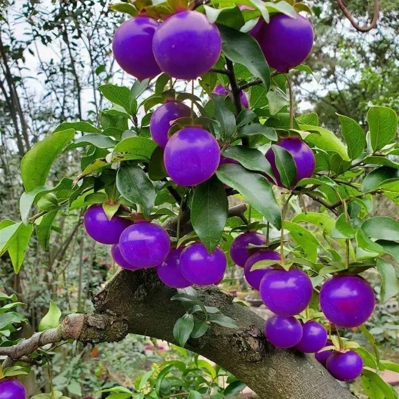 忍冬蓝宝石蕊帽忍冬水晶果四季常青米叶观赏绿植适合家居点缀