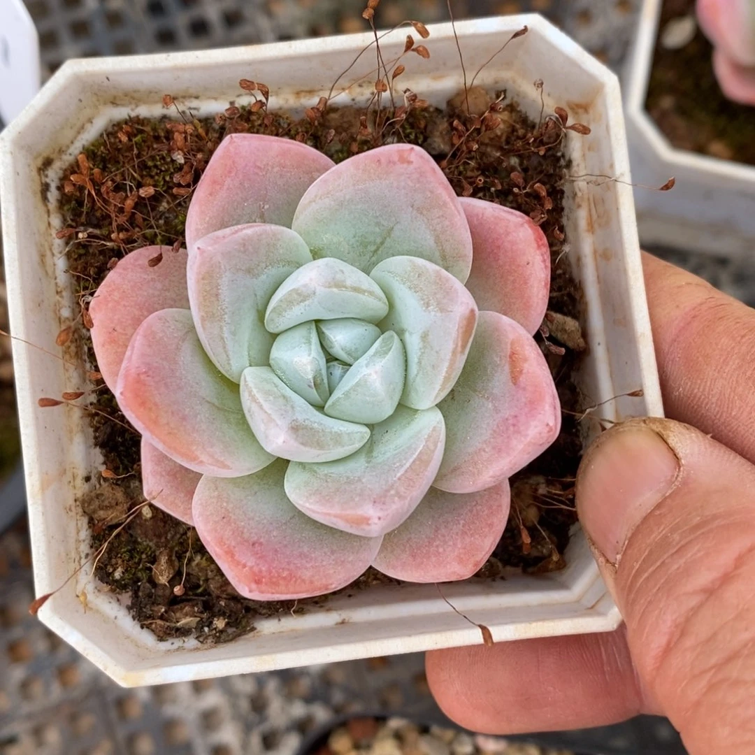 精品多肉一物一拍不包整106