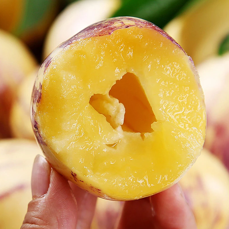 【产地直发】甘肃民勤特产沙漠人参果低糖2.5/5/8斤坏果包赔