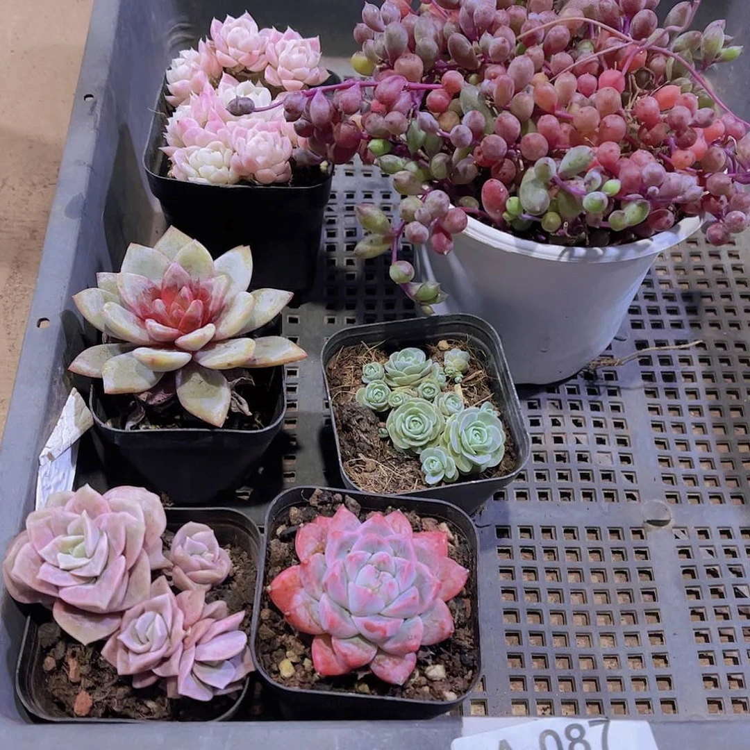多肉087多肉植物