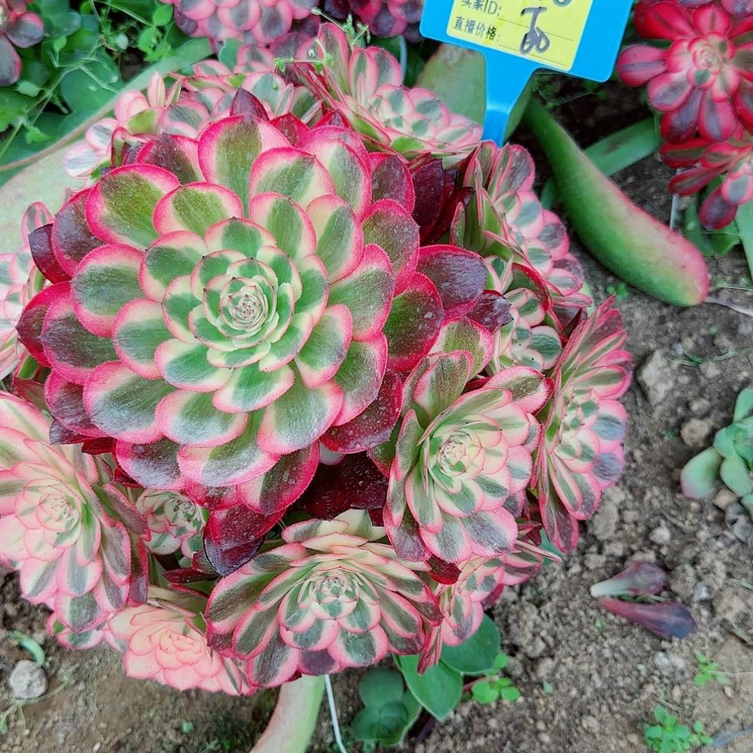 ❀*?340寄养哦哦，