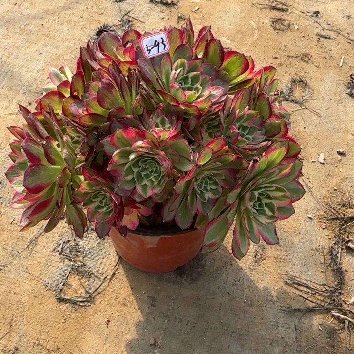 3-93海王处理不售后多肉