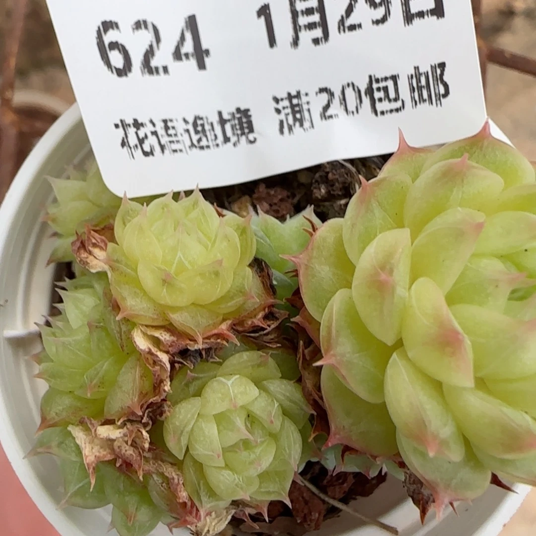 花语逸镜0129-624