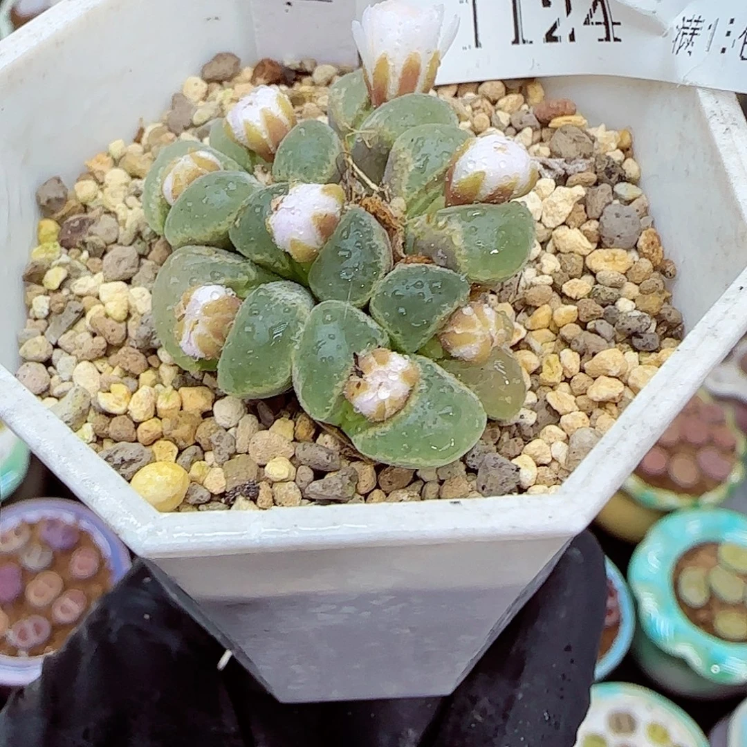 生石花满18包邮1124-58