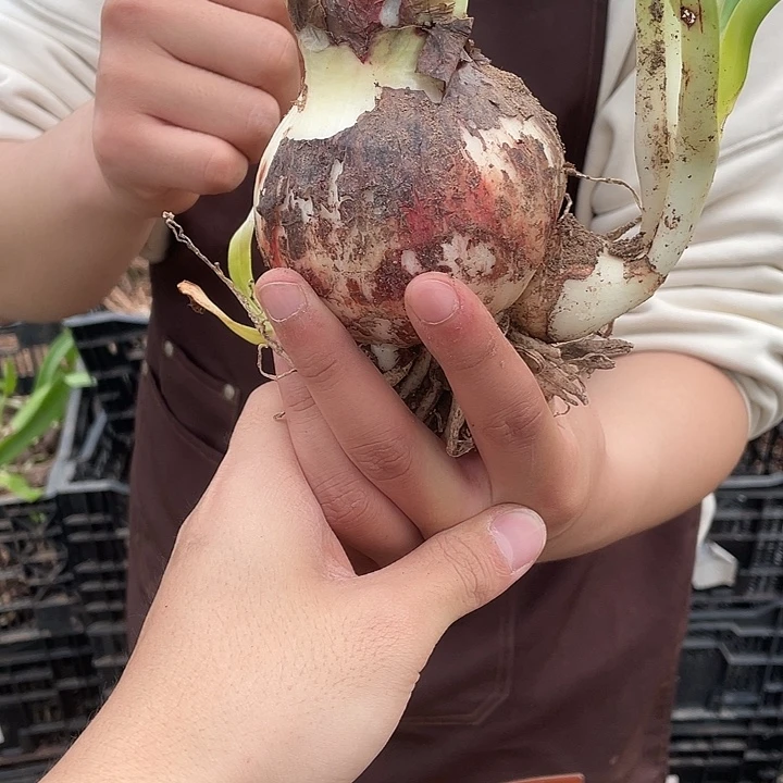 魅影重重朱顶红开花球