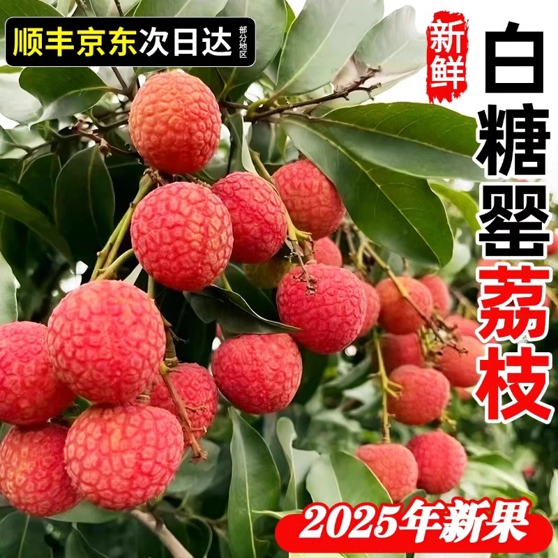【现摘现发】高州白糖罂荔枝新鲜荔枝水果精选大果冷链整箱当季水果