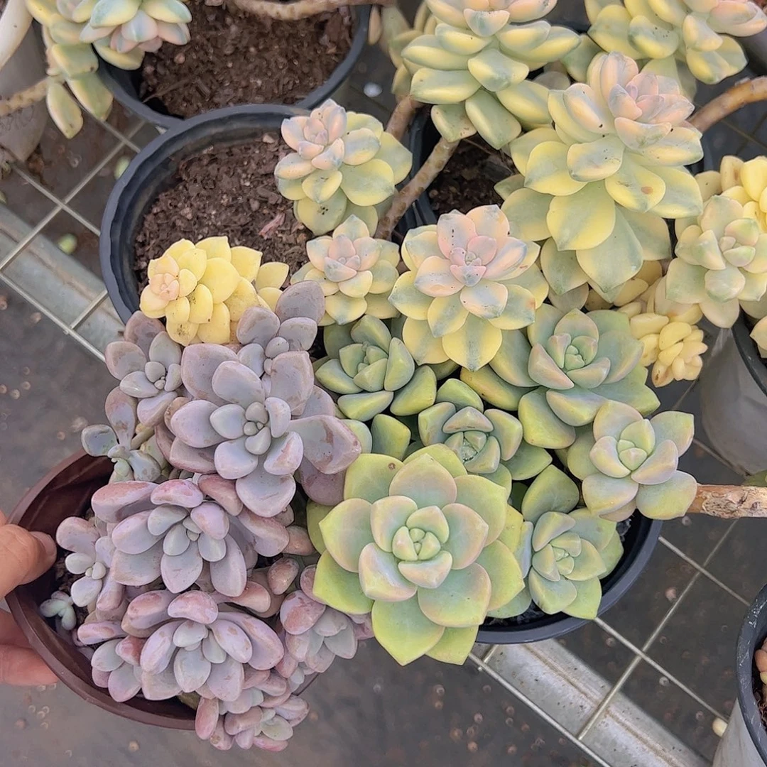 美杏锦，杏美人，艾伦多头各一盆