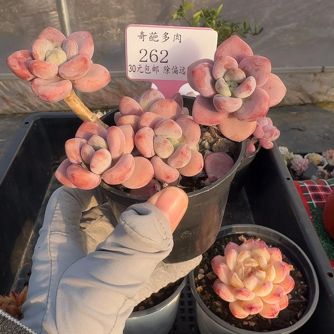 262 脱土 一物一拍 不包整