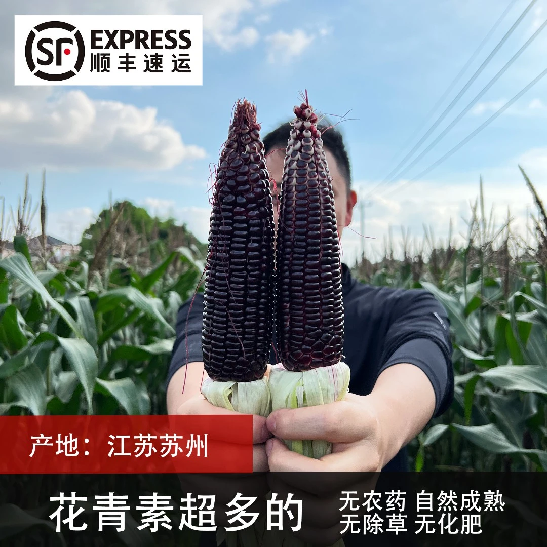 4.5斤【紫玉米】花青素超多 顺丰苏州发货