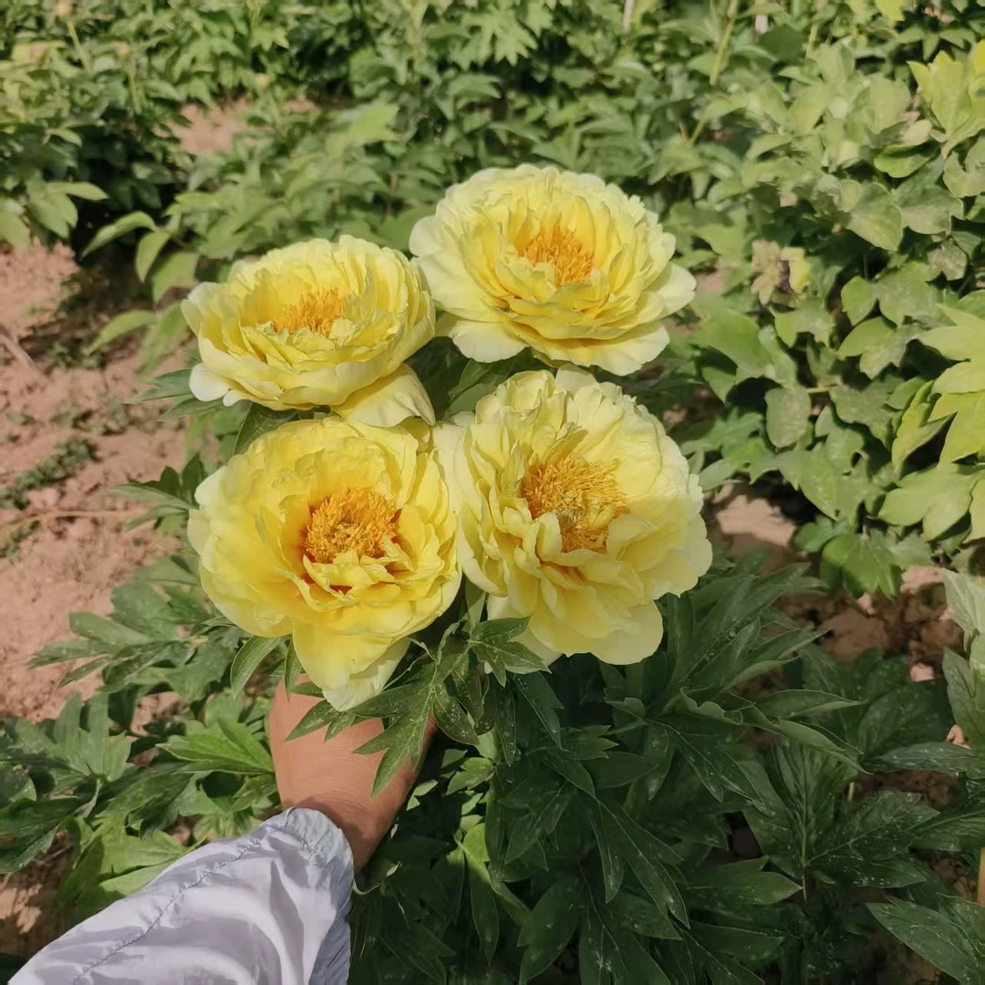 菏泽正宗观赏伊藤黄色八茨拉种苗庭院花卉耐寒好养现挖现发