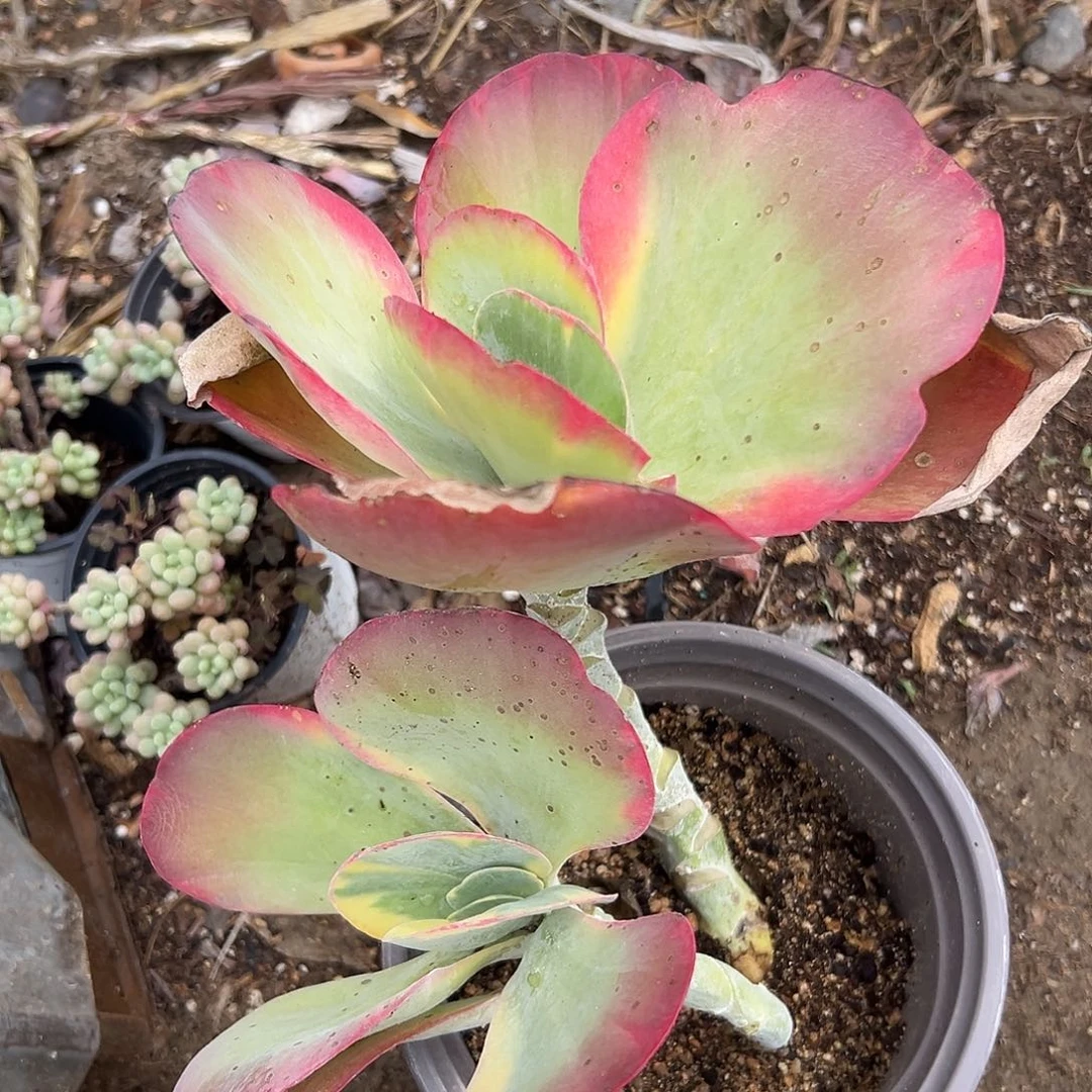 唐武穆小心翼翼中央音乐学院