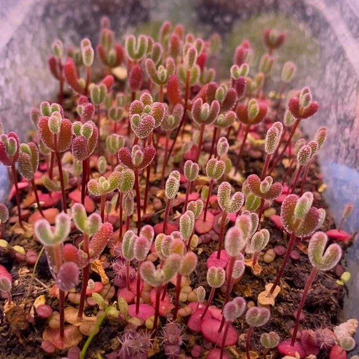 无花朵170混合切糕十个品种。