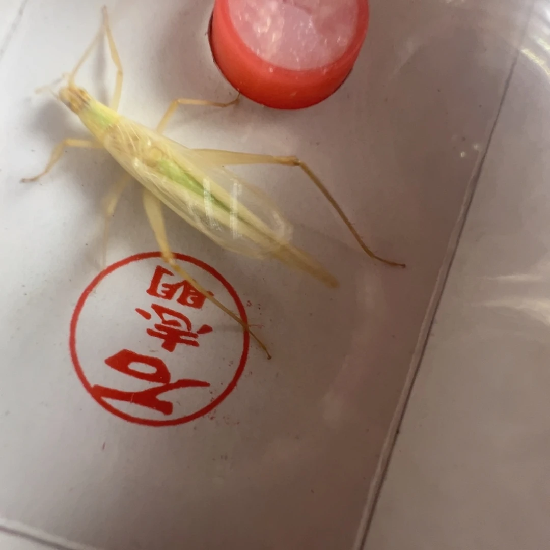 蟋蟀一只石杂青漂亮