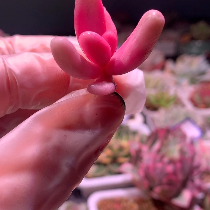 红手指，锦哥多肉
