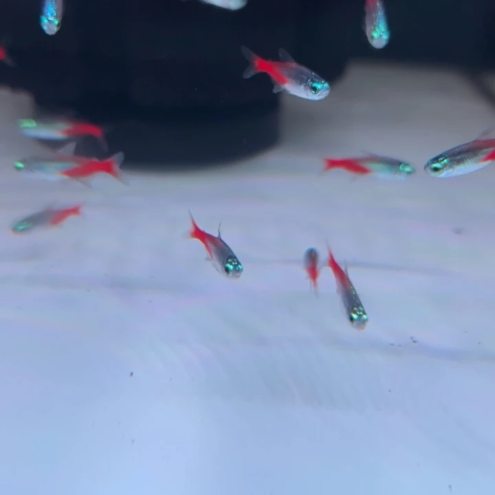 短鲷鱼钻石灯10条