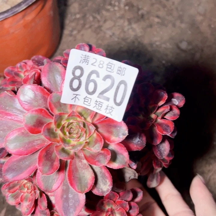 @***萍8620多肉植物法师法师