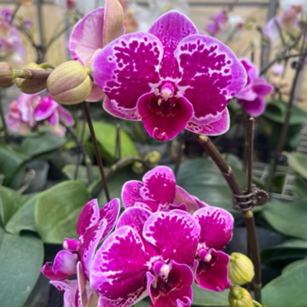 蝴蝶兰 红蝴蝶 3.5寸单双混发带花带花苞