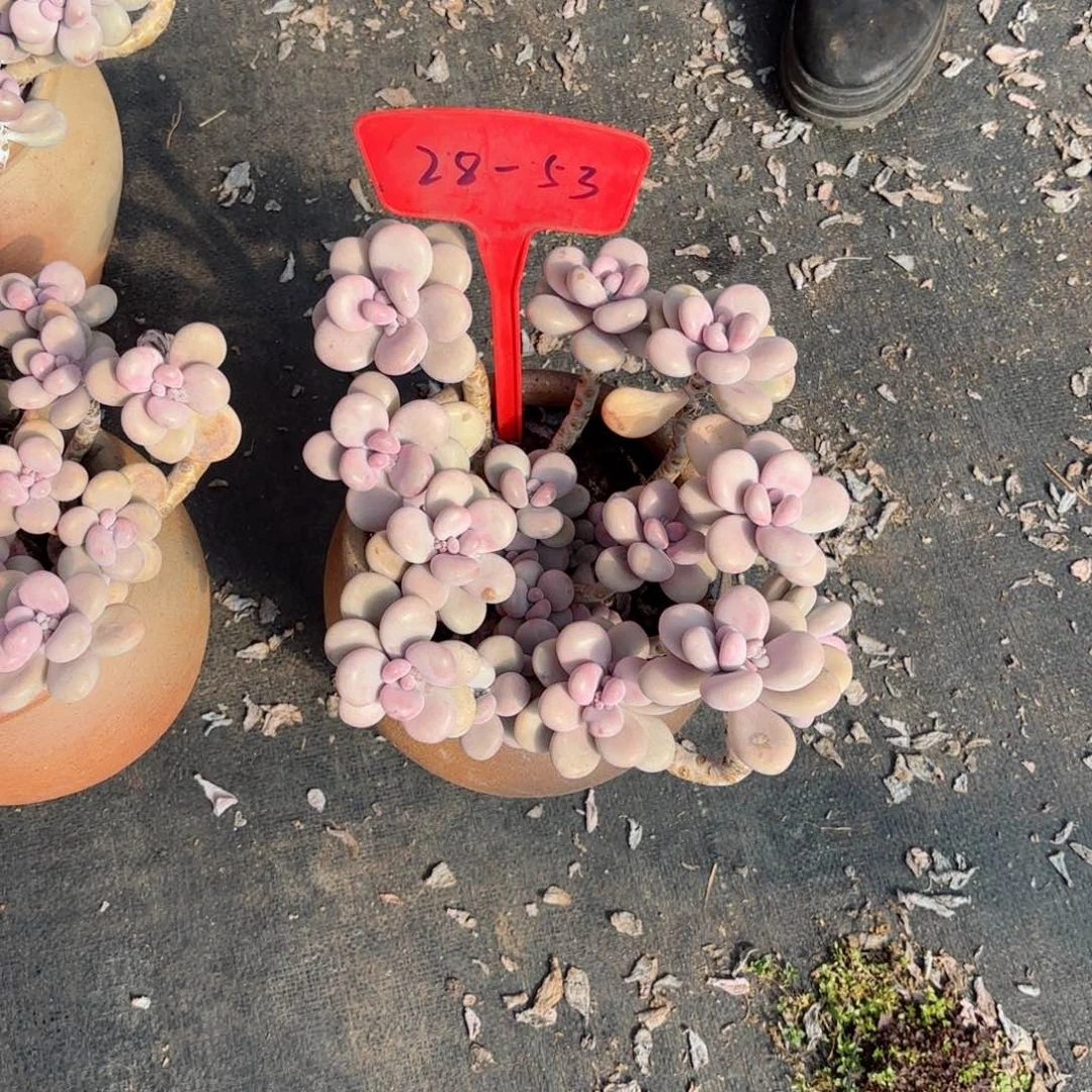 浅***唇桃蛋28-53。