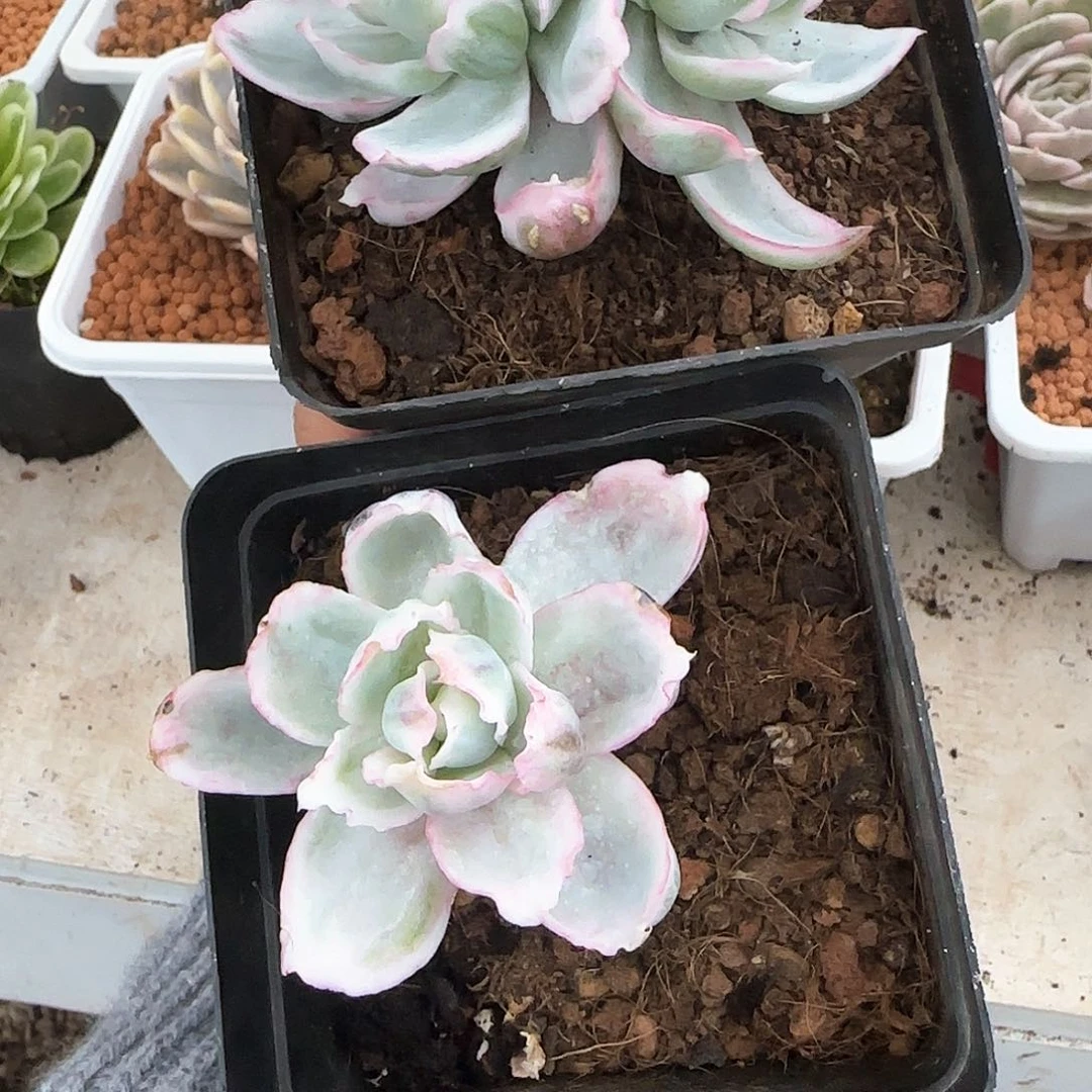 伯克利锦多肉植物