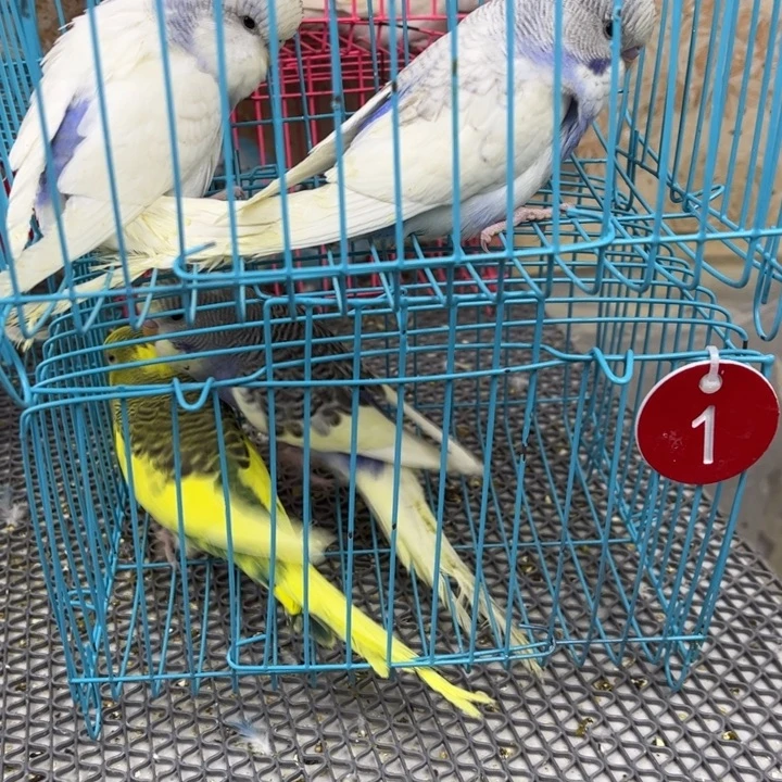 用***0虎皮鹦鹉虎皮鹦鹉