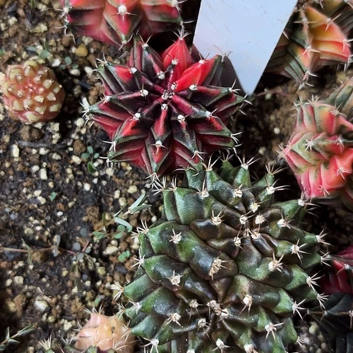 44-0601泰国发货多肉