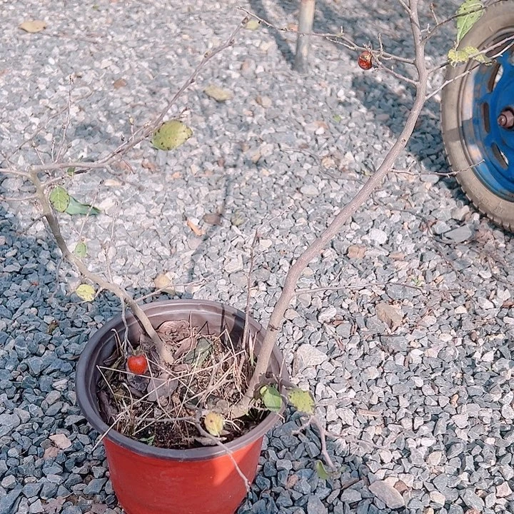 养***者无花朵哈哈哈哈哈哈哈哈