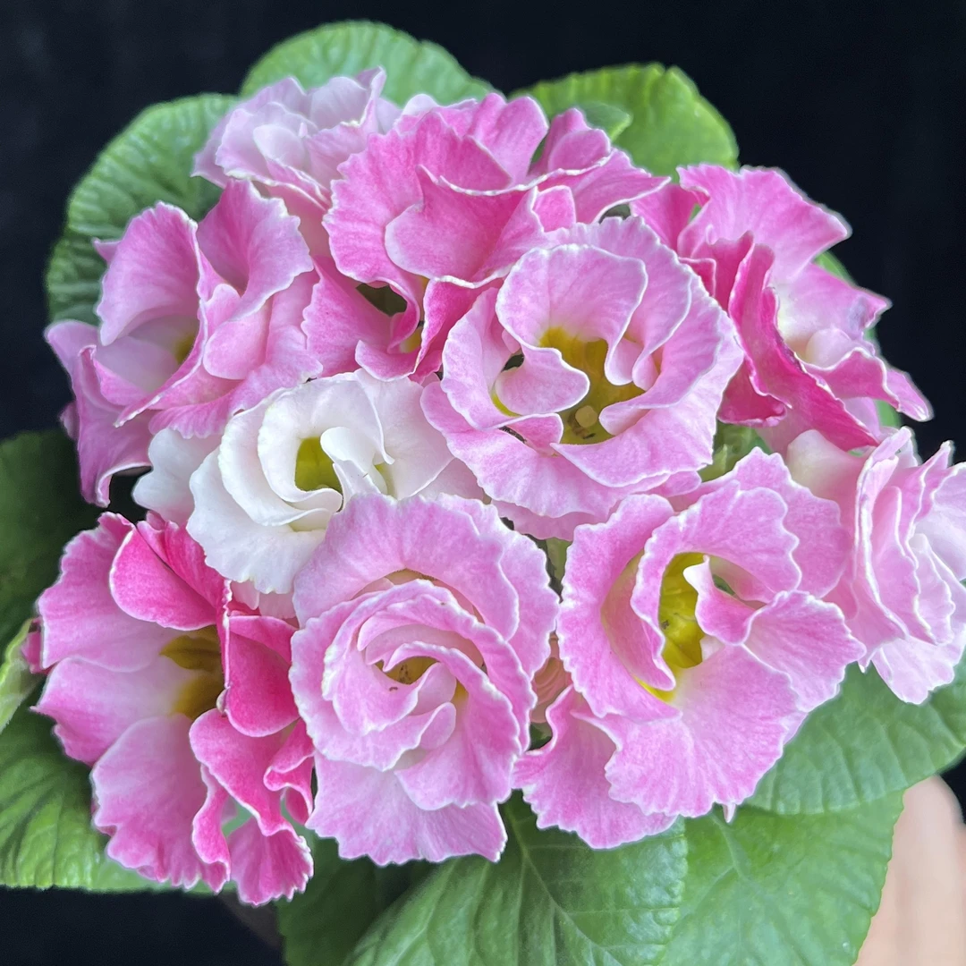 报春花【粉色系】盆栽庭院阳台爆花强花卉新手易养护