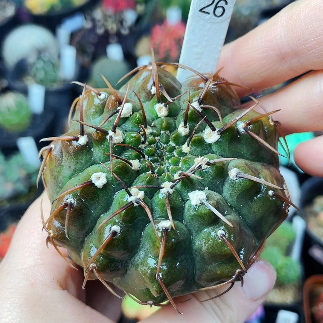 非偏远地区满25包邮仙人球