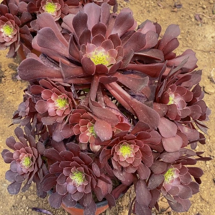 红铜壶大手捧花1111