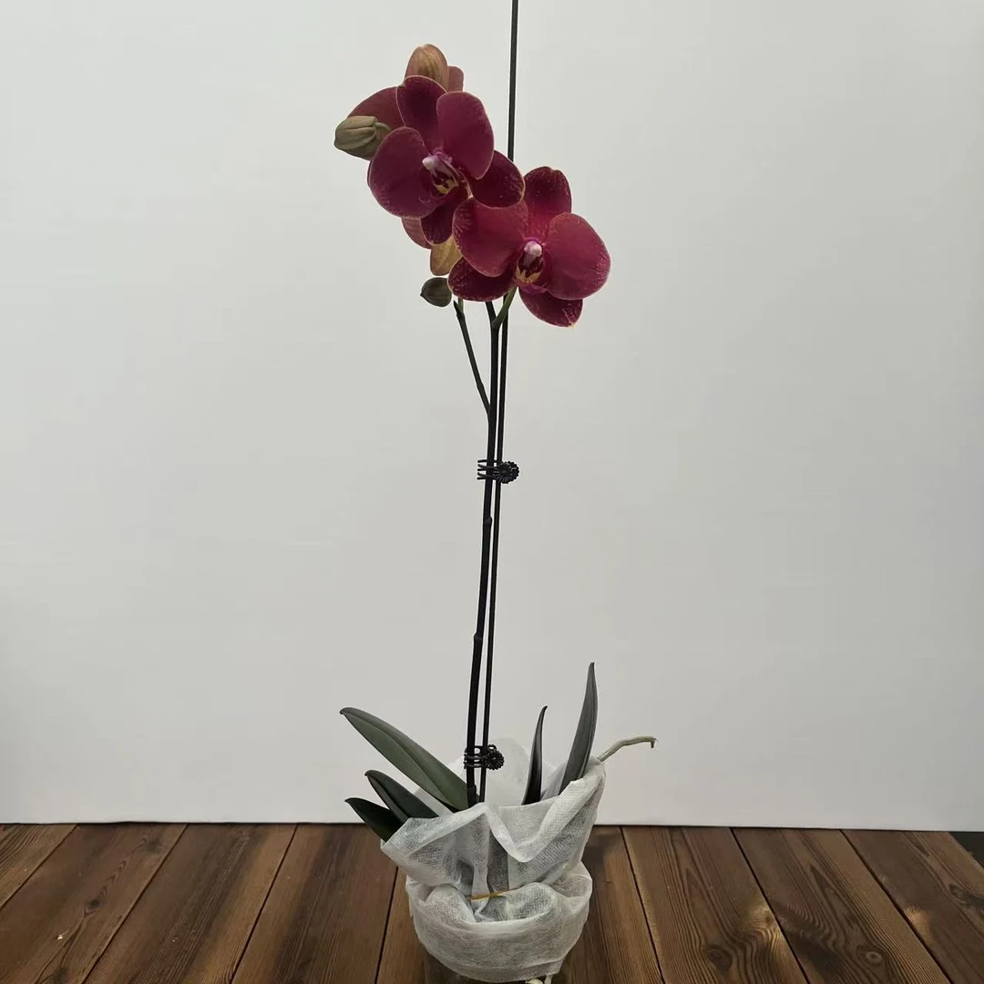 花香兰苑两颗【突尼斯】3.5寸单剑带花带苞 精品蝴蝶兰鲜花盆栽