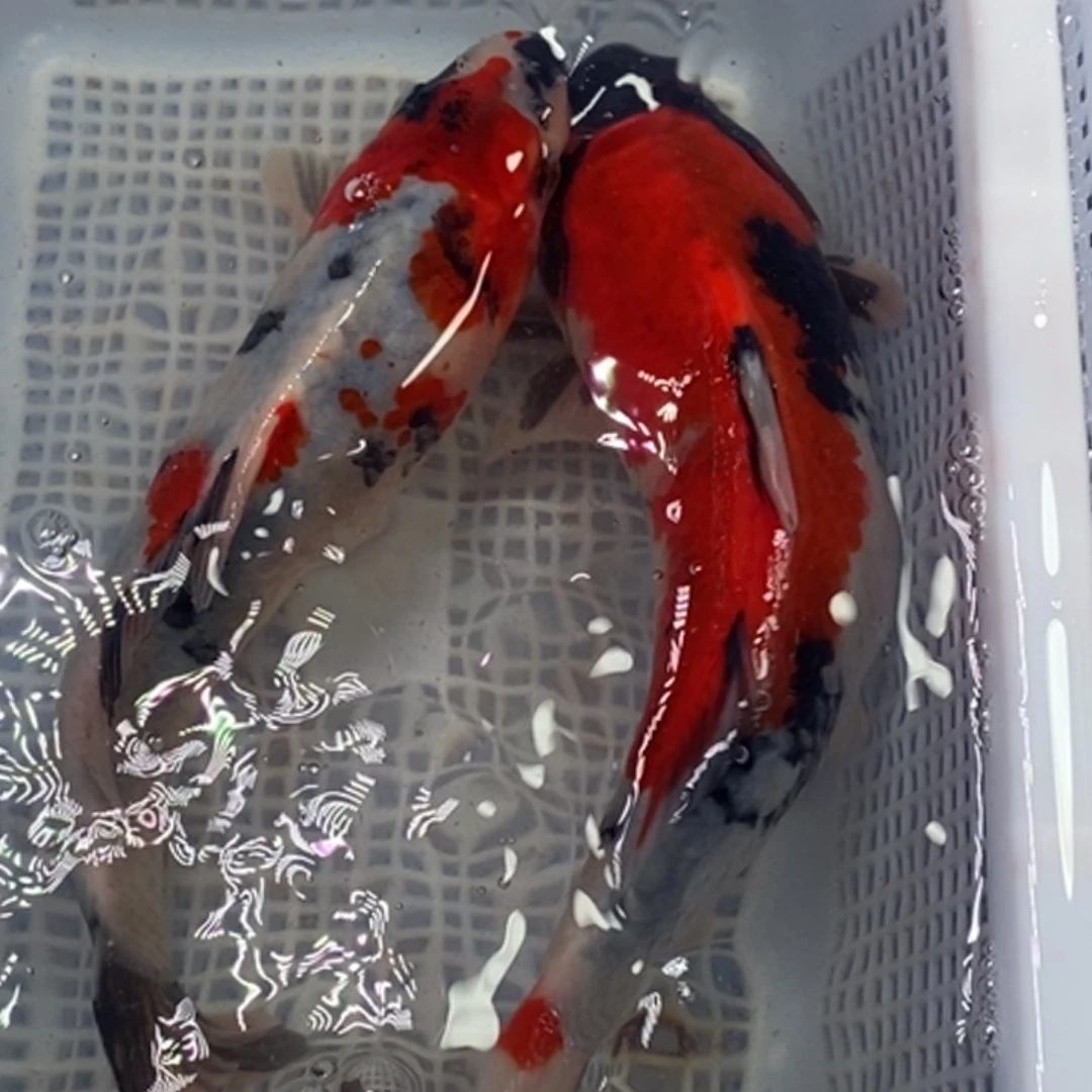 锦鲤锦鲤（无开箱视频不售后）