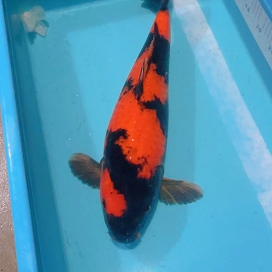 海水赤木芒果菲写