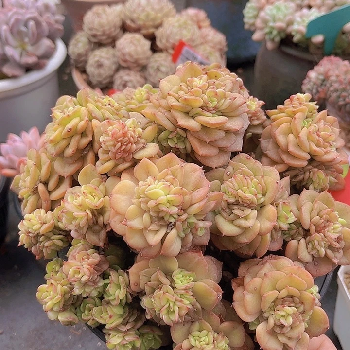 836蜡牡丹。