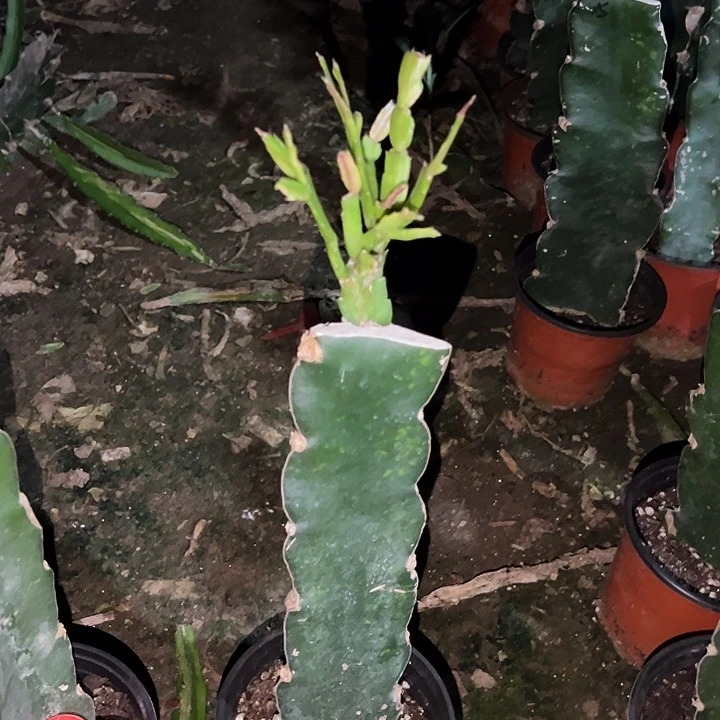 当前无花栽培后可以开花雅丝1281