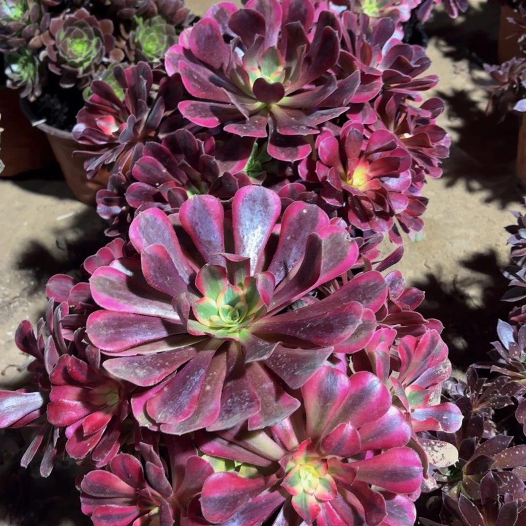 美杜莎15.8法师多肉木质