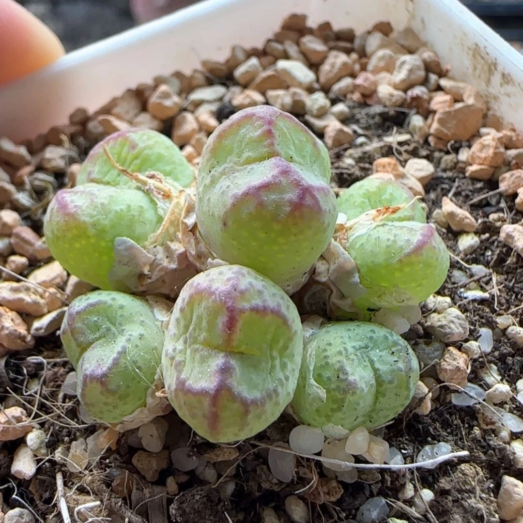 5395 大白多肉植物园