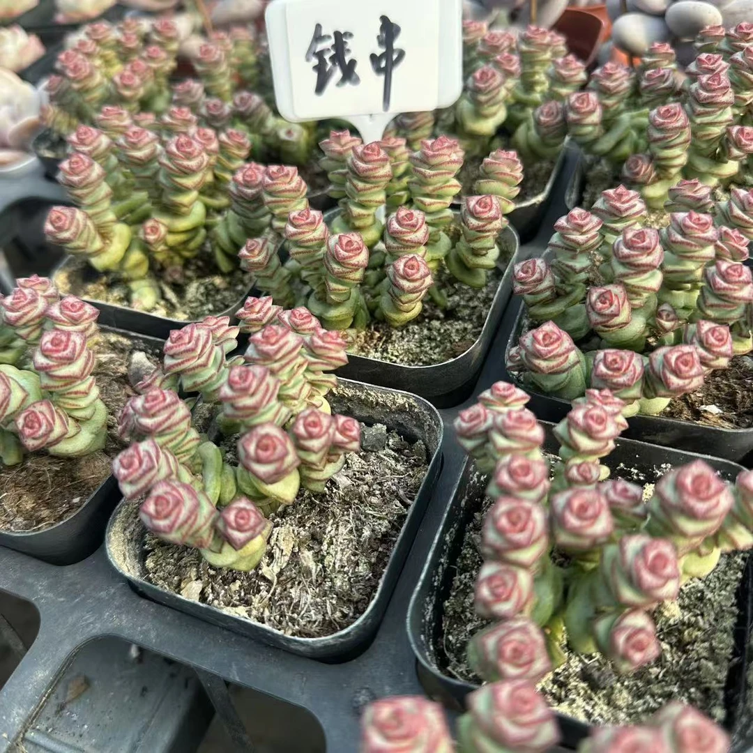 钱串多肉植物 脱土