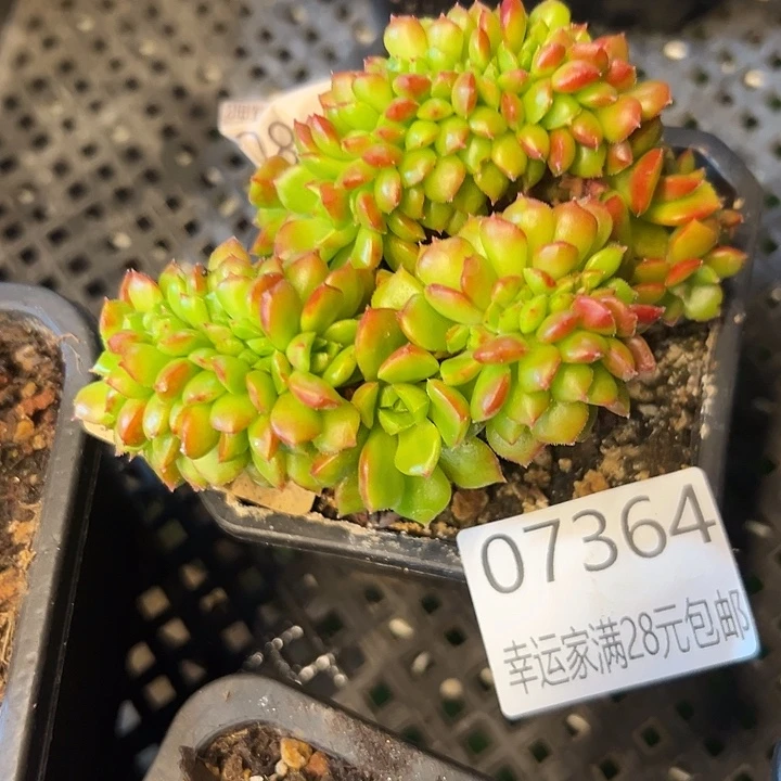 幸运儿的一句台词我