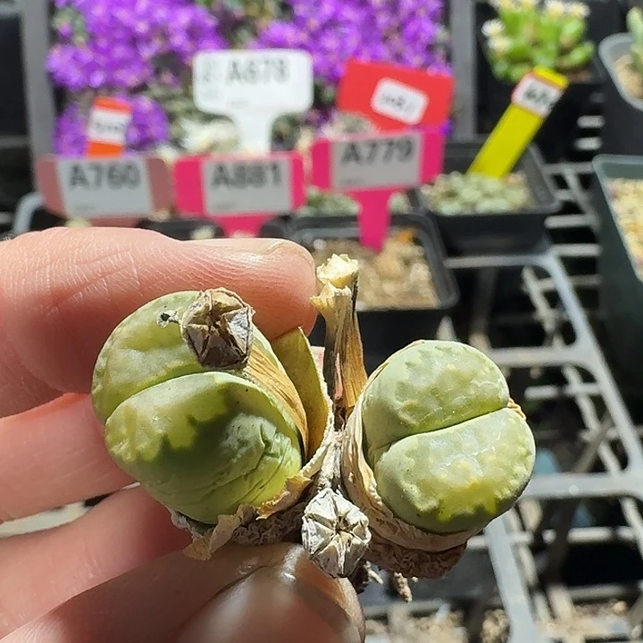 密密麻麻密密麻麻811