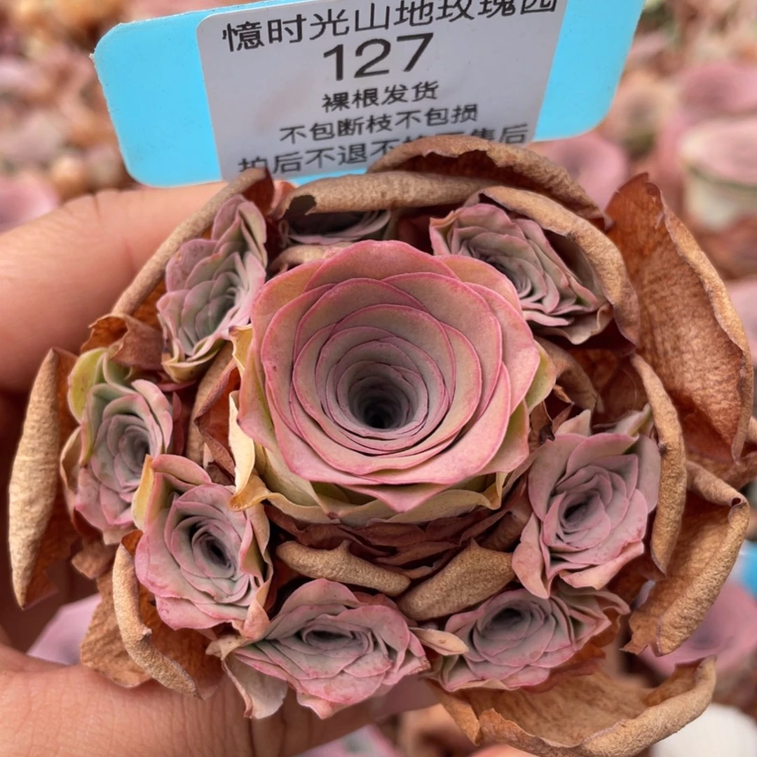 山地玫瑰127裸根发货不售后