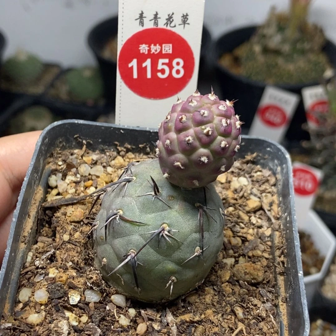 自根双头习志野一棵